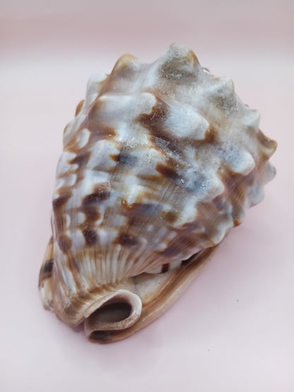 King Helmet Display Shell- Cassis flammea 4.8" – Shells