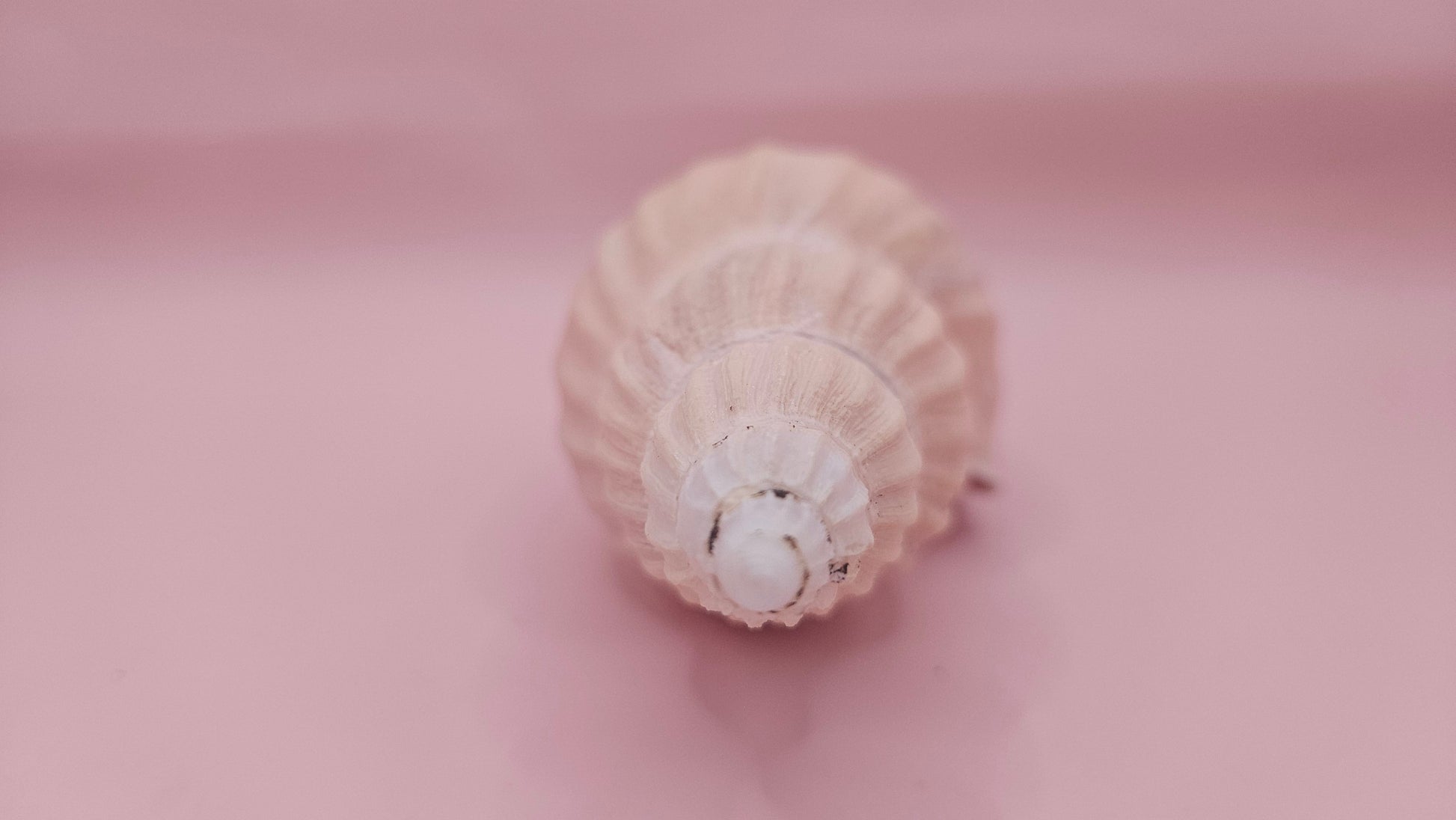 Fulgoraria Nagouchii Hashingi Display Shell – Natural Peach Toned Spiral 6.2" – seashells