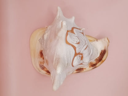 Hand Carved Yellow Helmet Shell – 7.8" Natural Cassis Cornuta – Shells