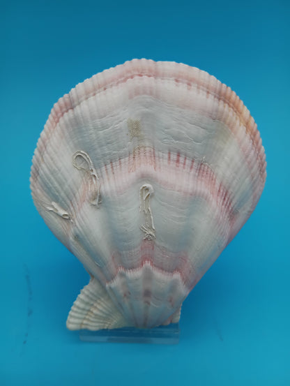 Swiftopecten Swiftii Scallop Shell Pair – 3.6" x 3.0