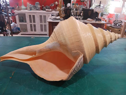 Australian Trumpet Shell 21" – Rare Syrinx aruanus Specimen – Shells