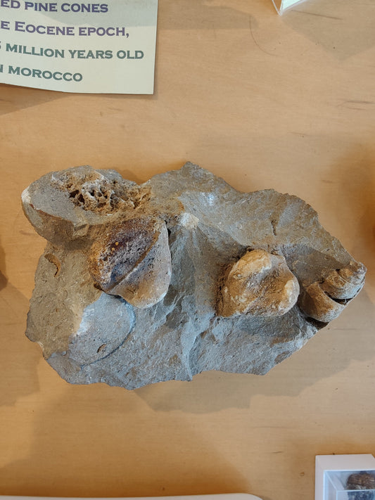 Rough Gastropod Large – Fossils