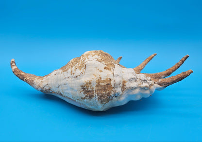 Large Perio Lambis Truncata Display Shell – Premium Coastal Home Decor Specimen (Lambis truncata)
