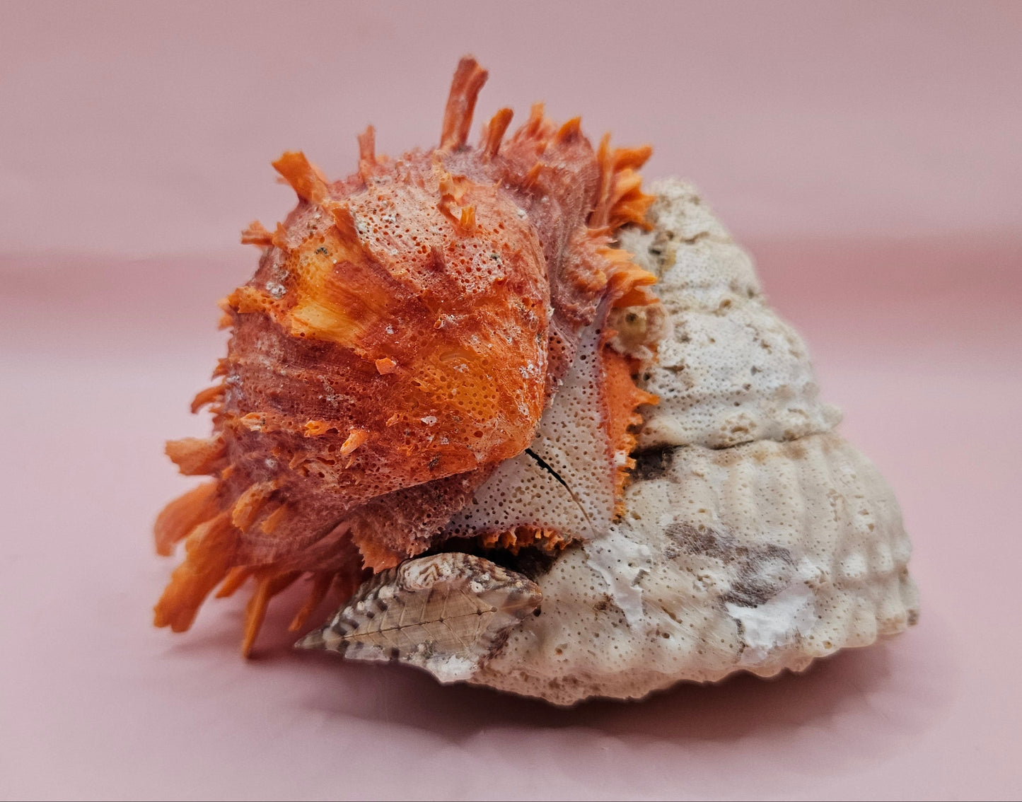 Princeps Spondylus Spiny Oyster Shell with Attached Undosa Astraea – Natural Ocean Display 6x5x4 – Shells