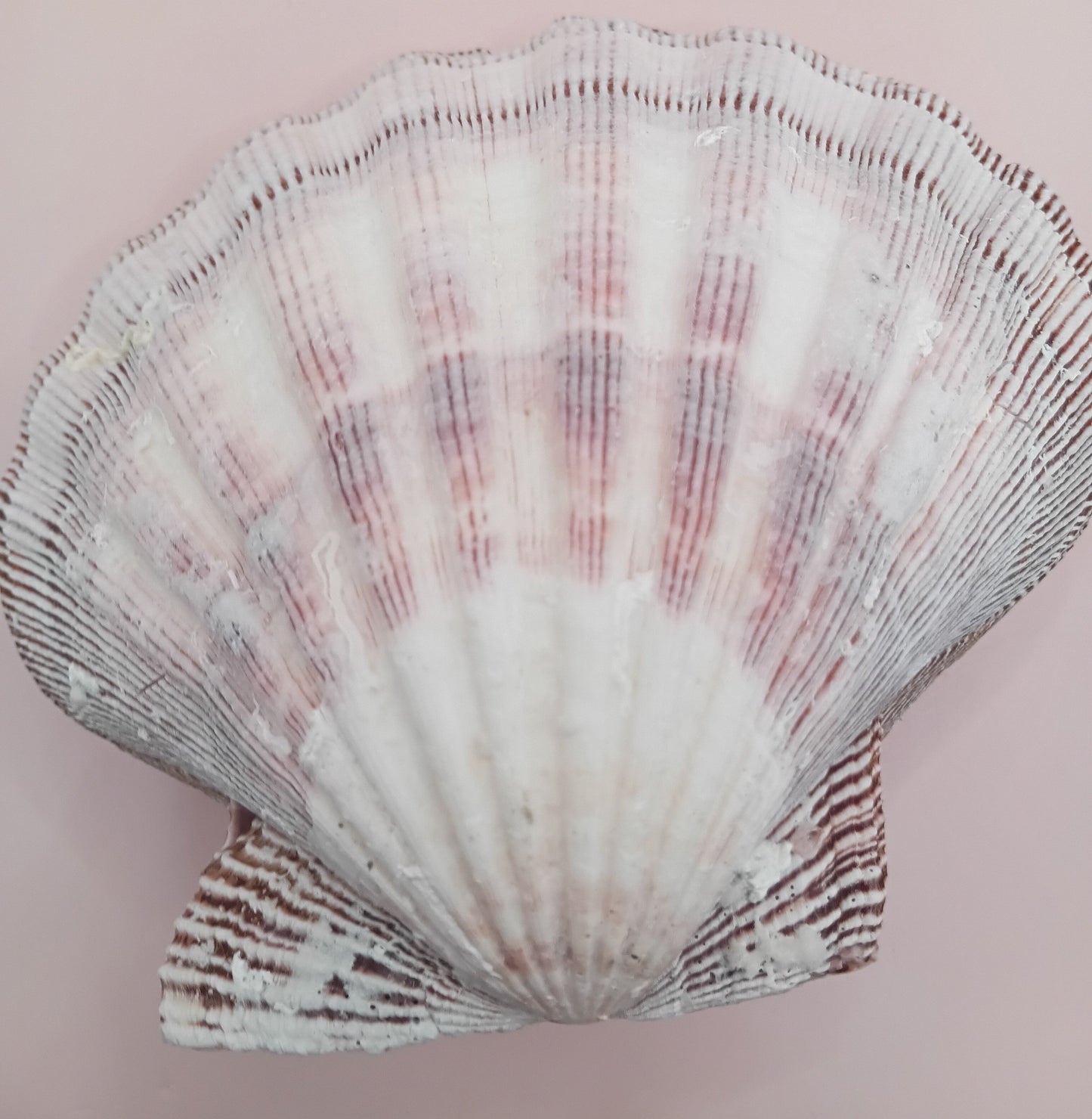 Natural Lion's Paw Seashell Pair – 5.5" x 5.0" – Coastal Display Accent – seashells