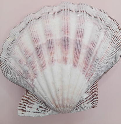 Natural Lion's Paw Seashell Pair – 5.5" x 5.0" – Coastal Display Accent – seashells