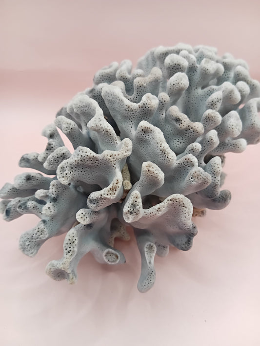 Vintage Blue Ridge Coral – 6.8" | Heliopora Coerulea – coral