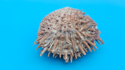 Spiny Spondylus Shell Pair 3.8" – Natural Purple-Toned Coastal Display Shell