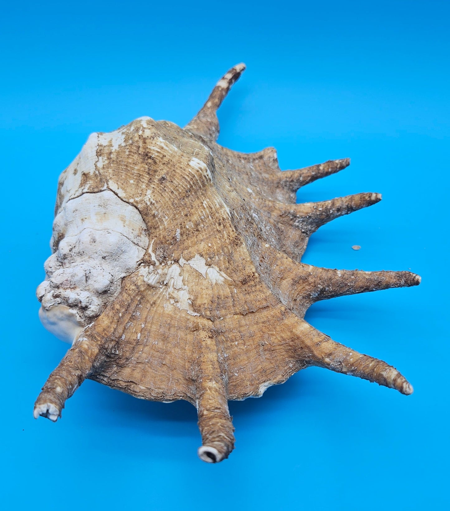 Large Perio Lambis Truncata Display Shell – Premium Coastal Home Decor Specimen (Lambis truncata)