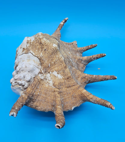 Large Perio Lambis Truncata Display Shell – Premium Coastal Home Decor Specimen (Lambis truncata)