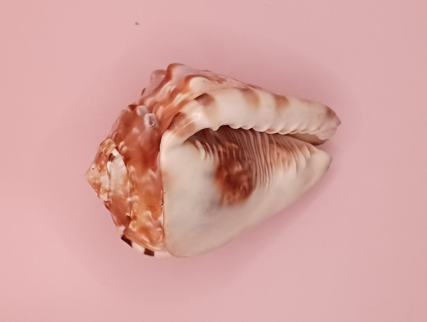 King Helmet Display Shell- Cassis flammea 4.8" – Shells