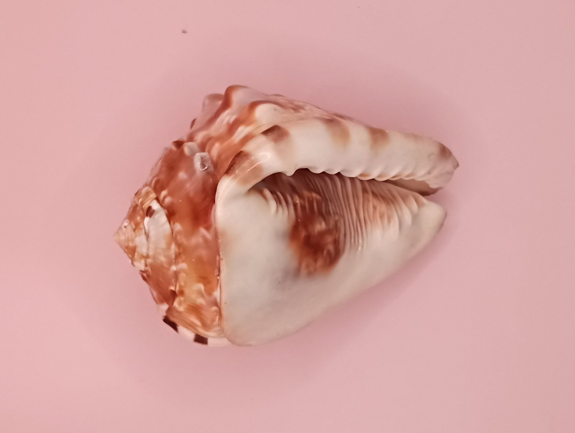King Helmet Display Shell- Cassis flammea 4.8" – Shells