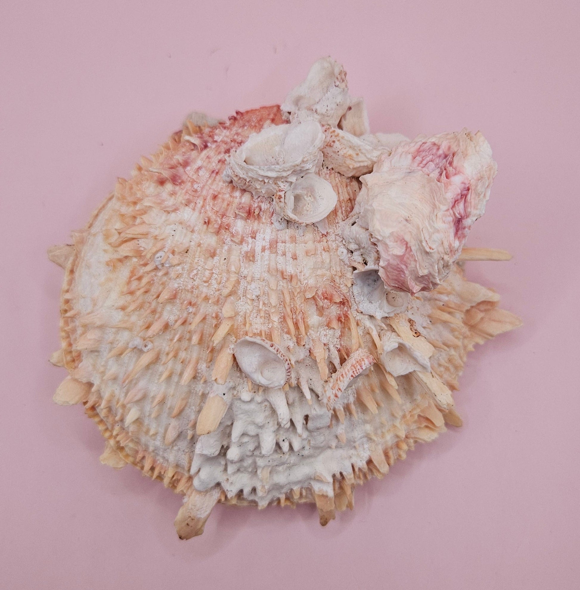 Spiked Spondylus Shell with Barnacles – Coastal Decor Display Shell 5.4" – Shells