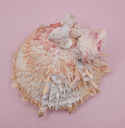 Spiked Spondylus Shell with Barnacles – Coastal Decor Display Shell 5.4" – Shells
