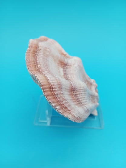 Swiftopecten Swiftii Scallop Shell Pair – 3.6" x 3.0