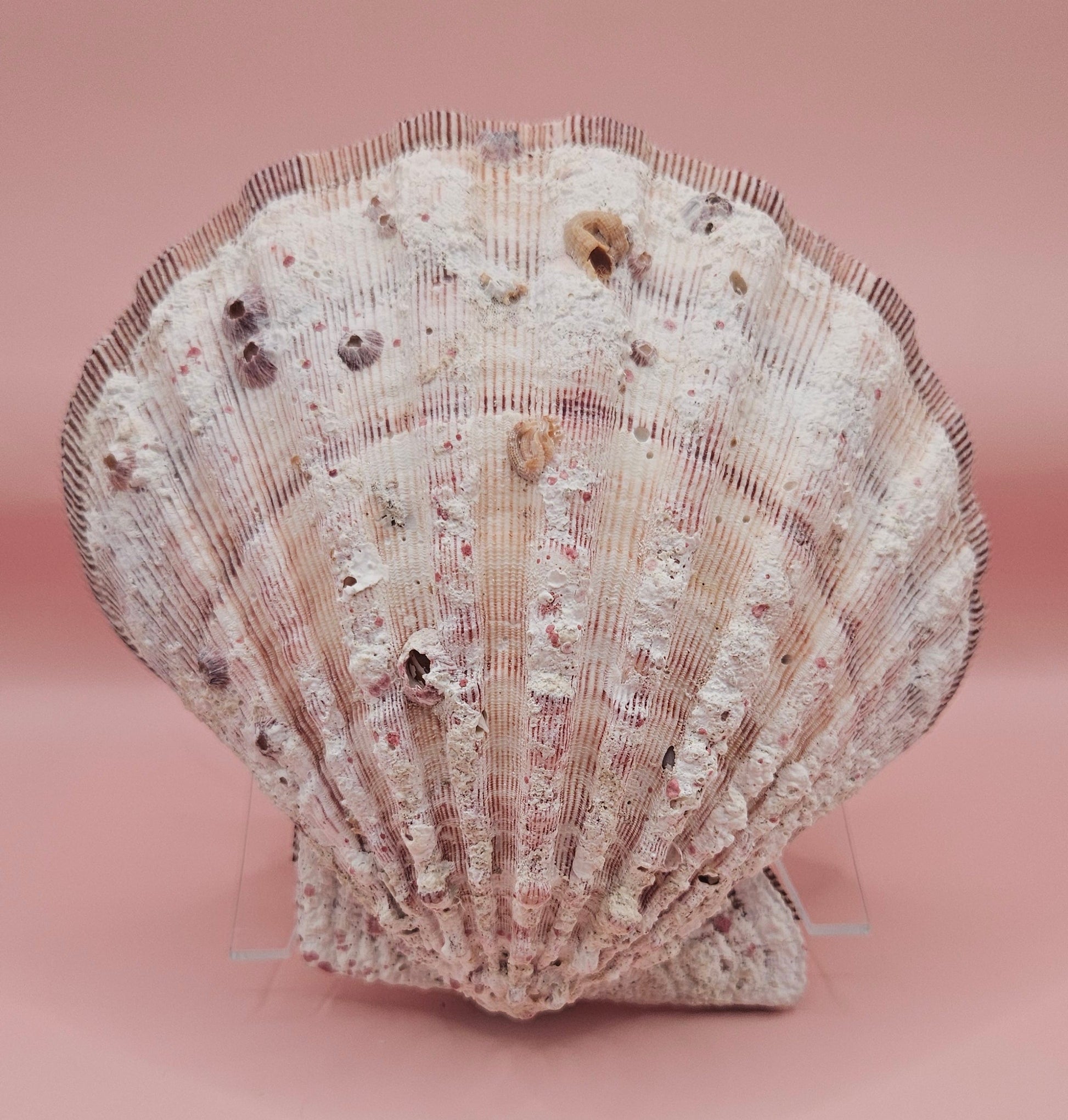 Lions Paw Shell 5.75" - Natural Seashell Decor – seashells