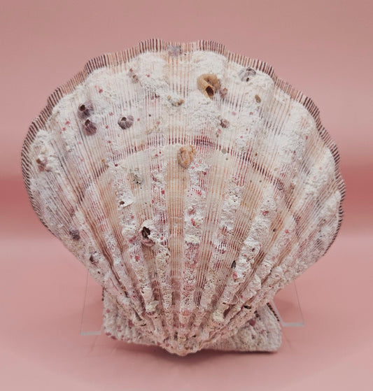 Lions Paw Shell 5.75" - Natural Seashell Decor – seashells