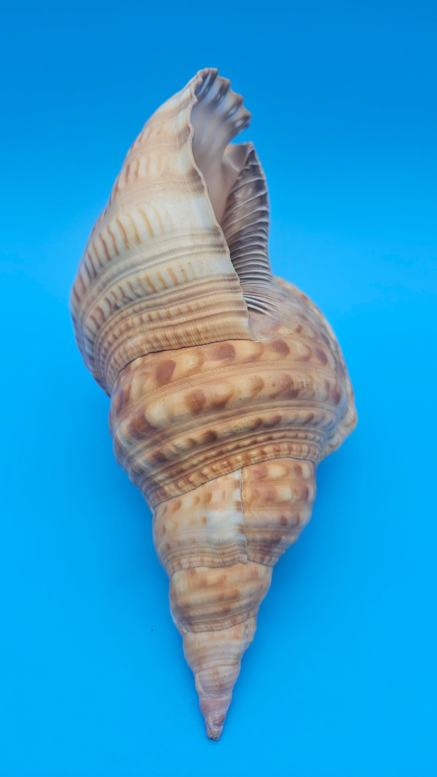 Blonde Golden Triton Shell – 9.75" Coastal Display Piece (CHARONIA VARIEGATA) – Shells
