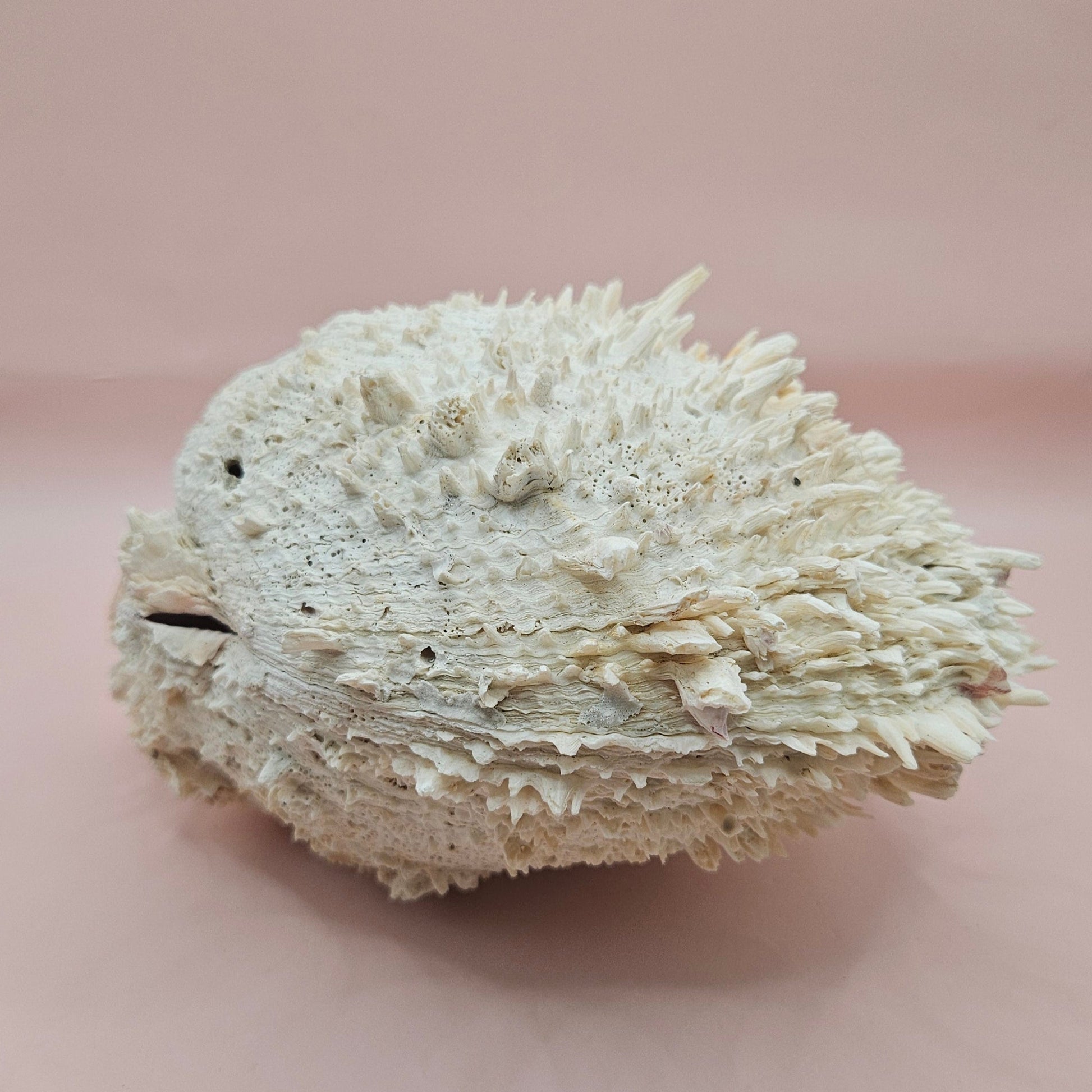 8" White Spondylus Shell with Natural Spikes – Coastal Textured Display Shell – Shells