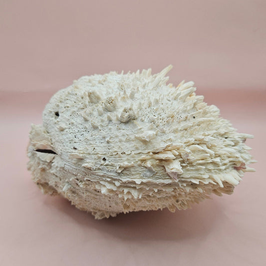 8" White Spondylus Shell with Natural Spikes – Coastal Textured Display Shell – Shells