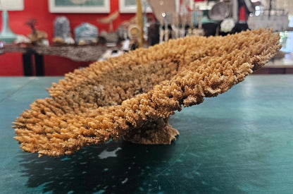 Natural Table- Special Plate Coral 15.75" – Coral