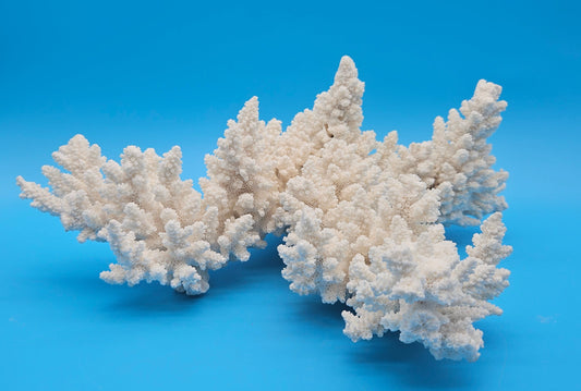 Vintage White Branch Coral Specimen - Natural Coastal Home Decor Piece – Coral