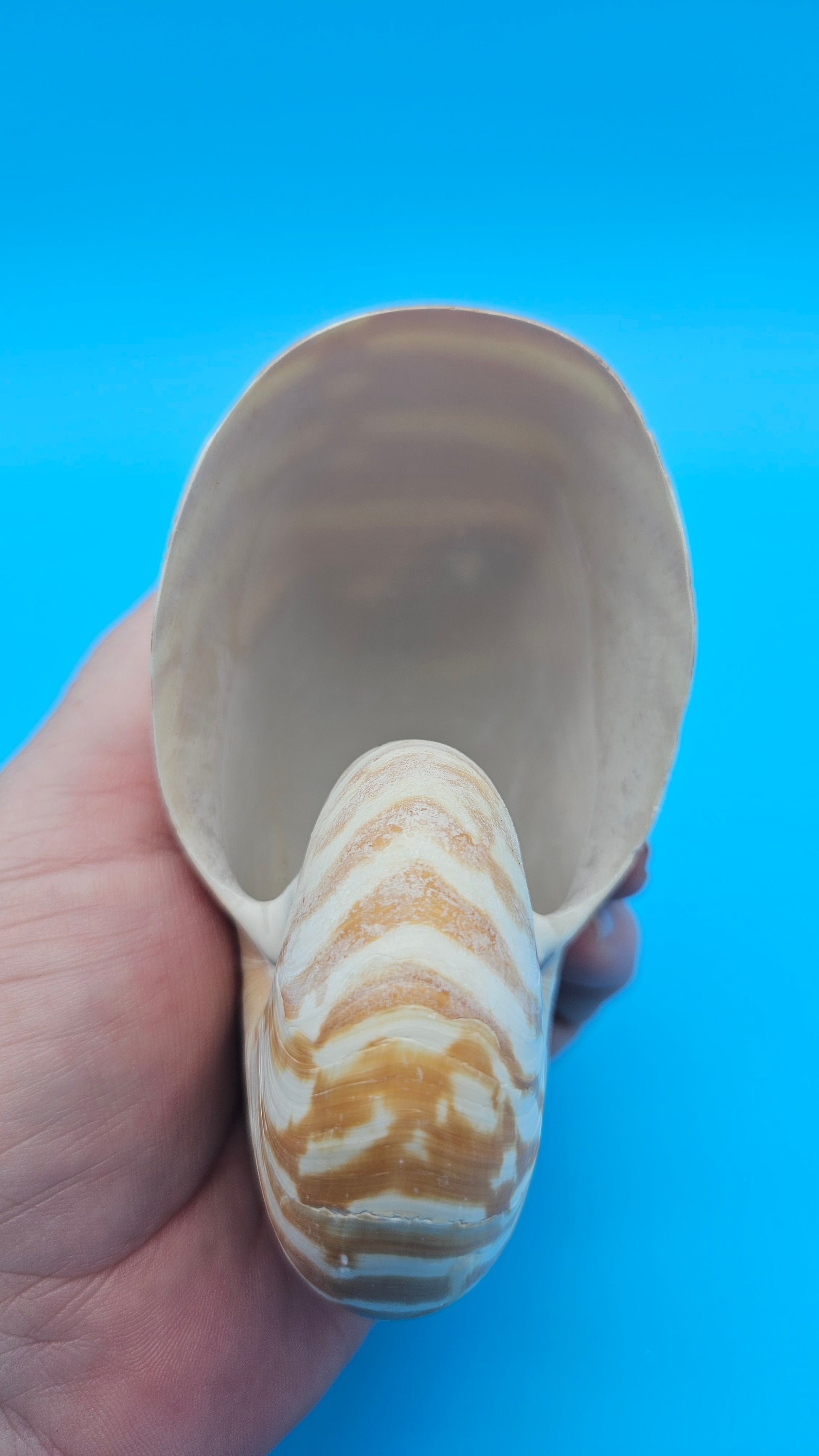 Chambered Tiger Nautilus Shell – Striking Natural Ocean Decor 4" Nautilus pompilius – Shells