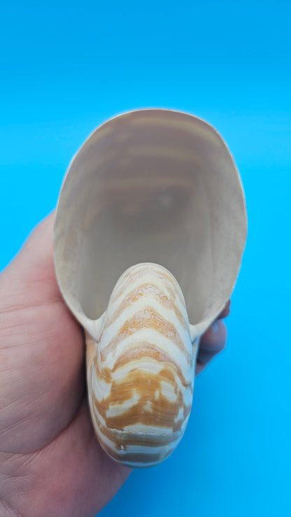 Chambered Tiger Nautilus Shell – Striking Natural Ocean Decor 4" Nautilus pompilius – Shells