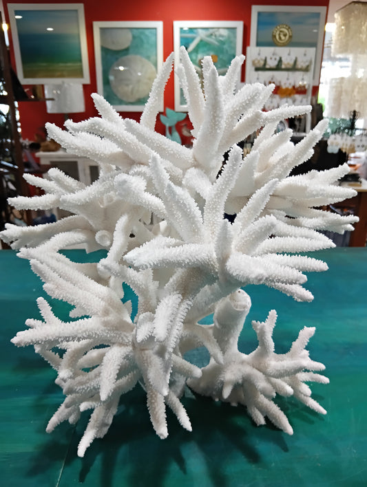 Vintage White Staghorn Coral – Large Natural Branching Coastal Decor 16"