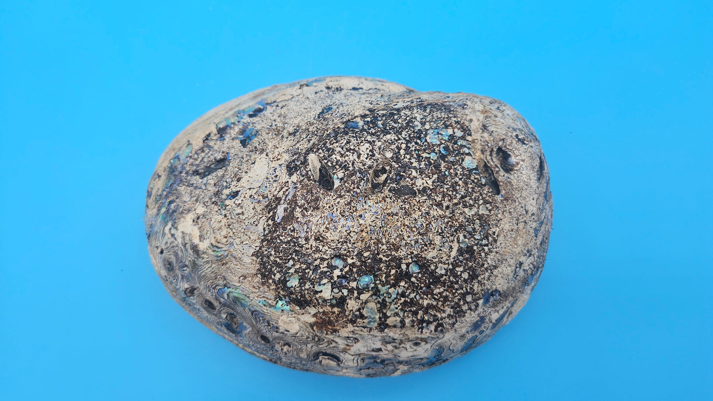 Green Abalone Shell with Pearl – 8" Coastal Display Décor Haliotis fulgens – Shells