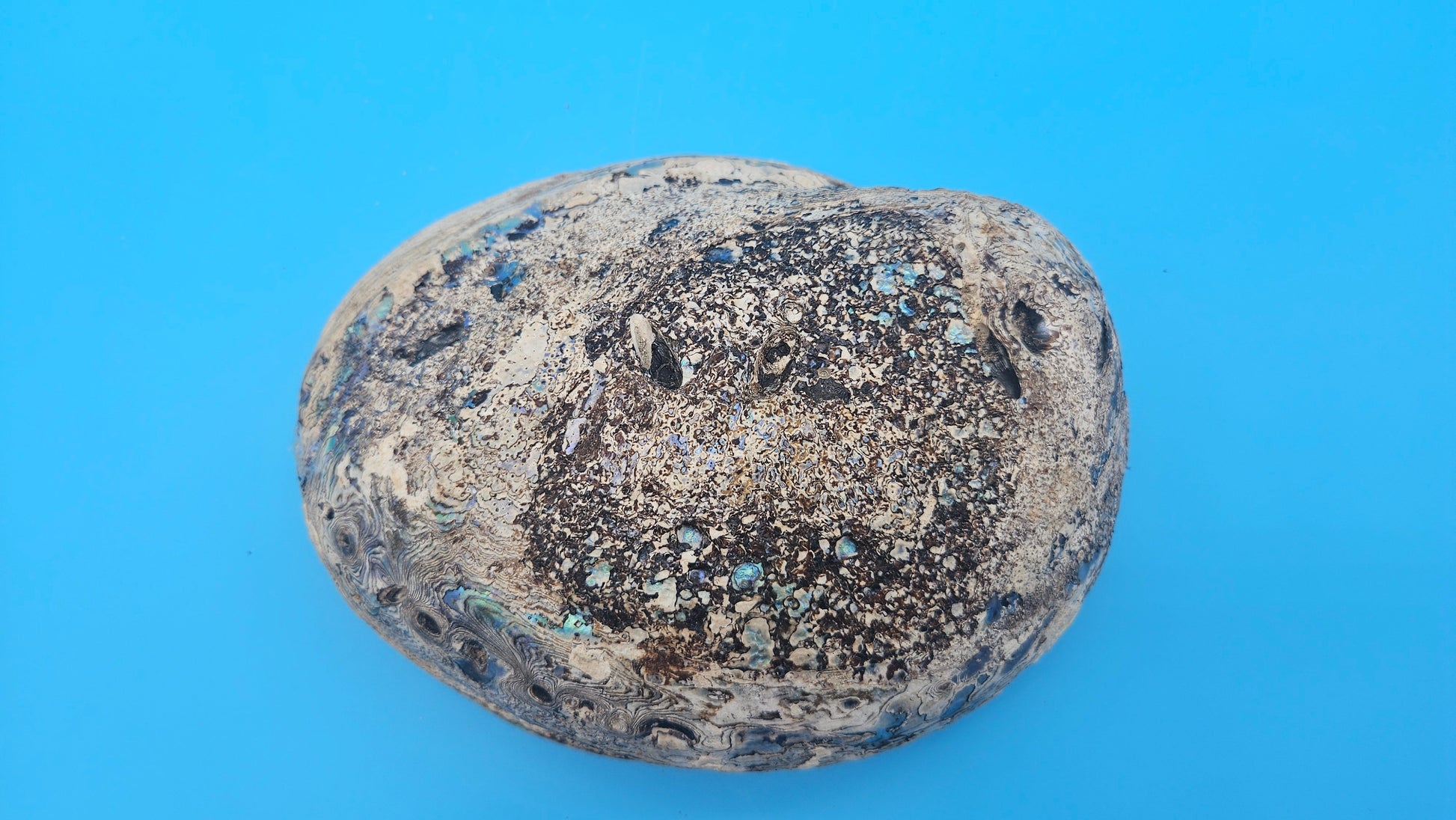 Green Abalone Shell with Pearl – 8" Coastal Display Décor Haliotis fulgens – Shells