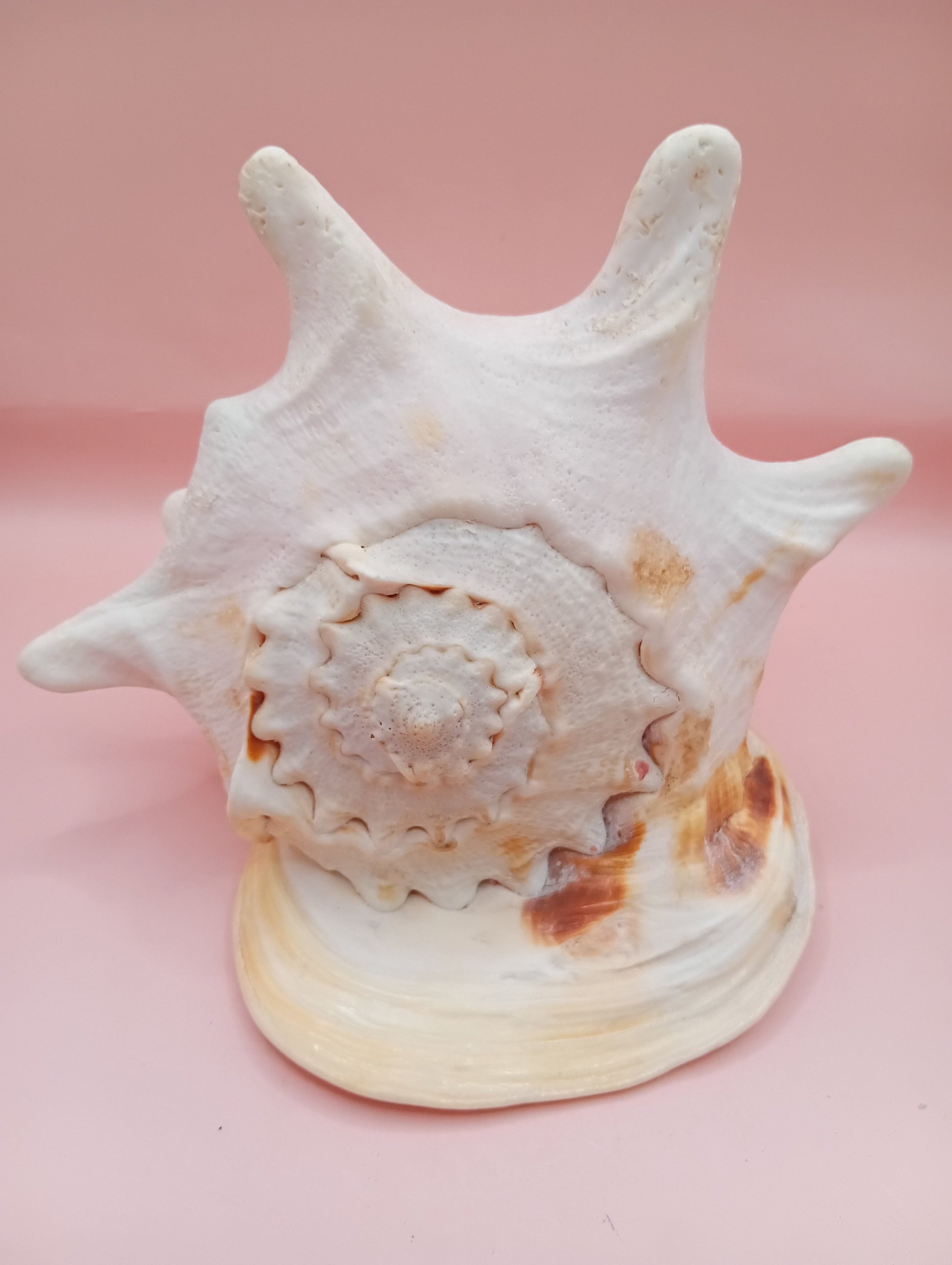 Hand Carved Yellow Helmet Shell – 7.8" Natural Cassis Cornuta – Shells