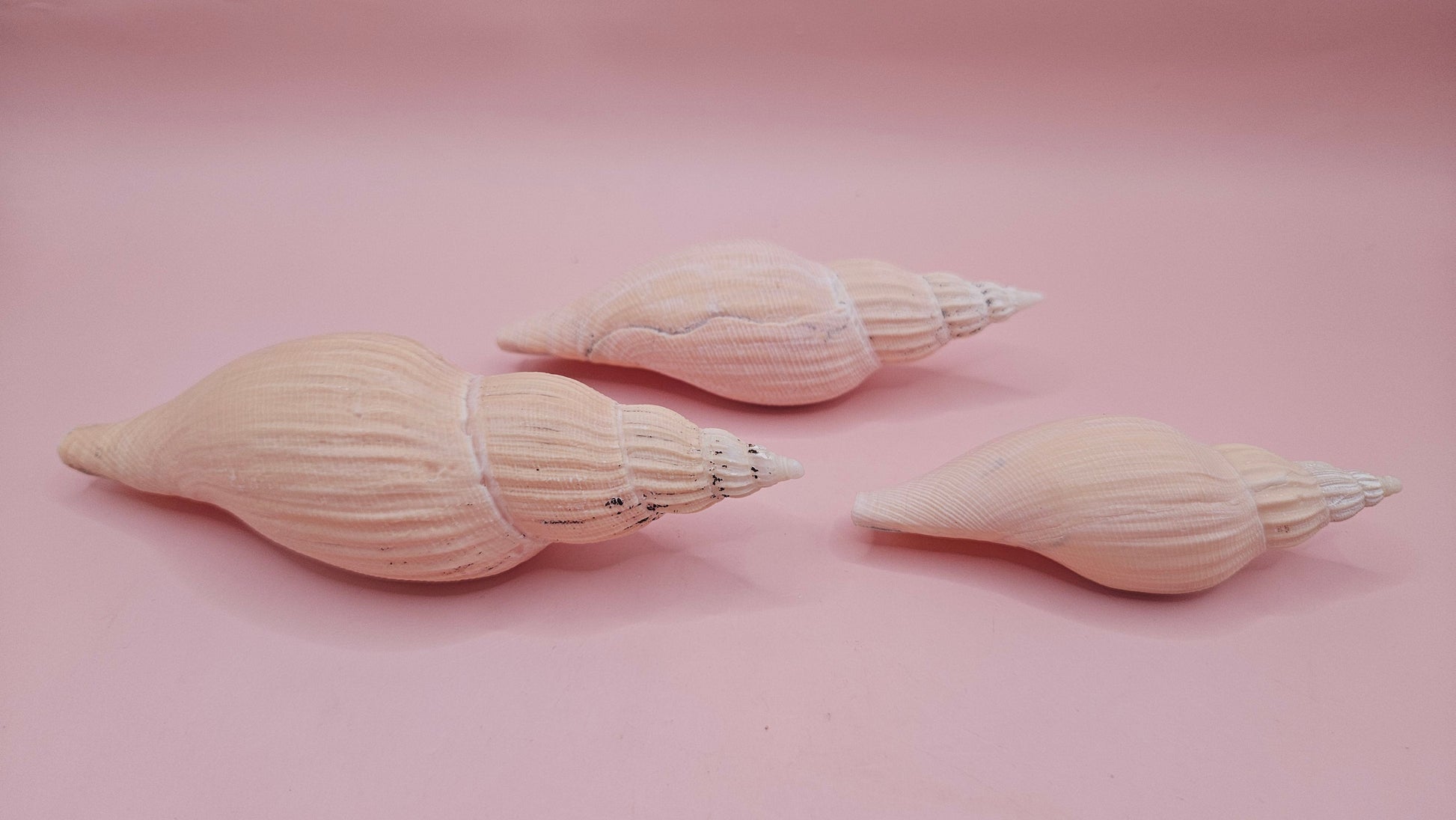 Fulgoraria nagouchii hyashi Growth Series – Set of 3 Display Shells – seashells