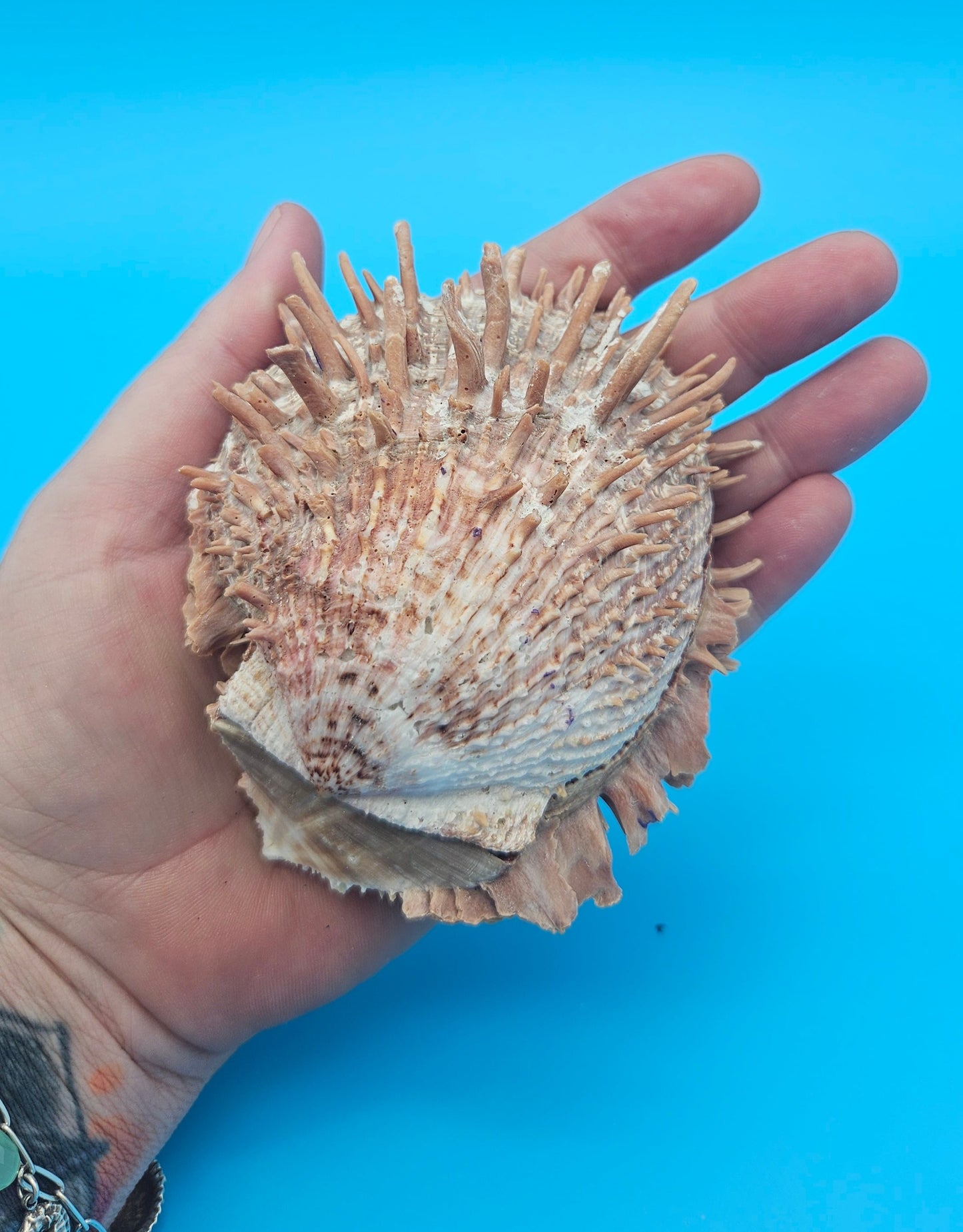 Spiny Spondylus Shell Pair 3.8" – Natural Purple-Toned Coastal Display Shell