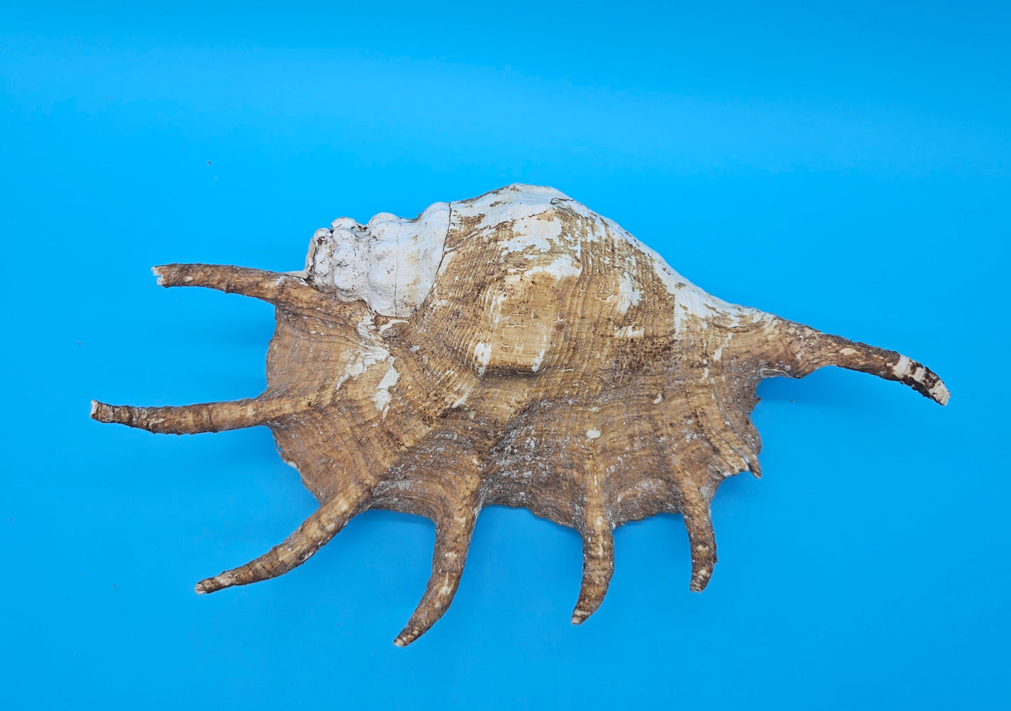 Large Perio Lambis Truncata Display Shell – Premium Coastal Home Decor Specimen (Lambis truncata)