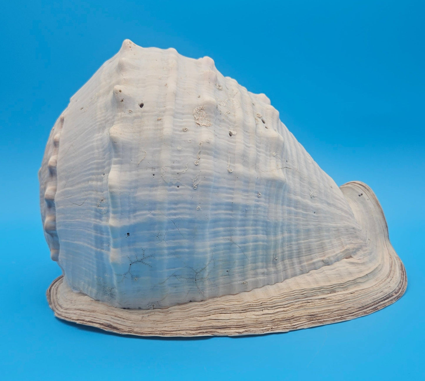 Large Queen Helmet Display Shell - Premium Coastal Home Decor Specimen 11.5" (Cassis Madagascariensis) – Shells