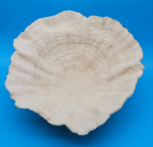 Large Bowl Coral Specimen 16.25" Vintage Natural Scalloped Display Piece – coral