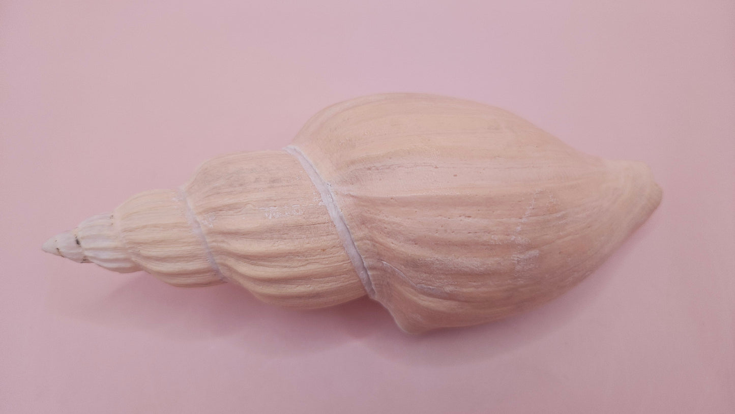 Fulgoraria Nagouchii Hashingi Display Shell – Natural Peach Toned Spiral 6.2" – seashells