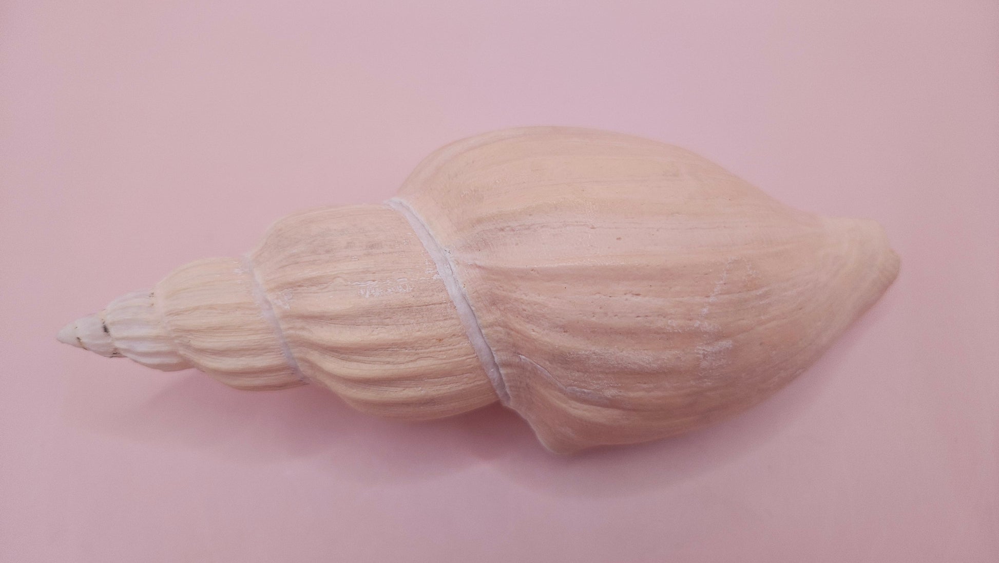 Fulgoraria Nagouchii Hashingi Display Shell – Natural Peach Toned Spiral 6.2" – seashells
