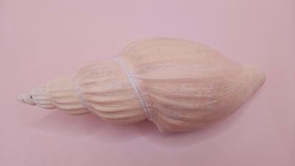 Fulgoraria Nagouchii Hashingi Display Shell – Natural Peach Toned Spiral 6.2" – seashells