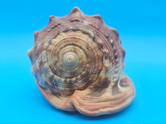 Select Bullmouth Cameo Helmet Shell 7x5x4 Display – Shells