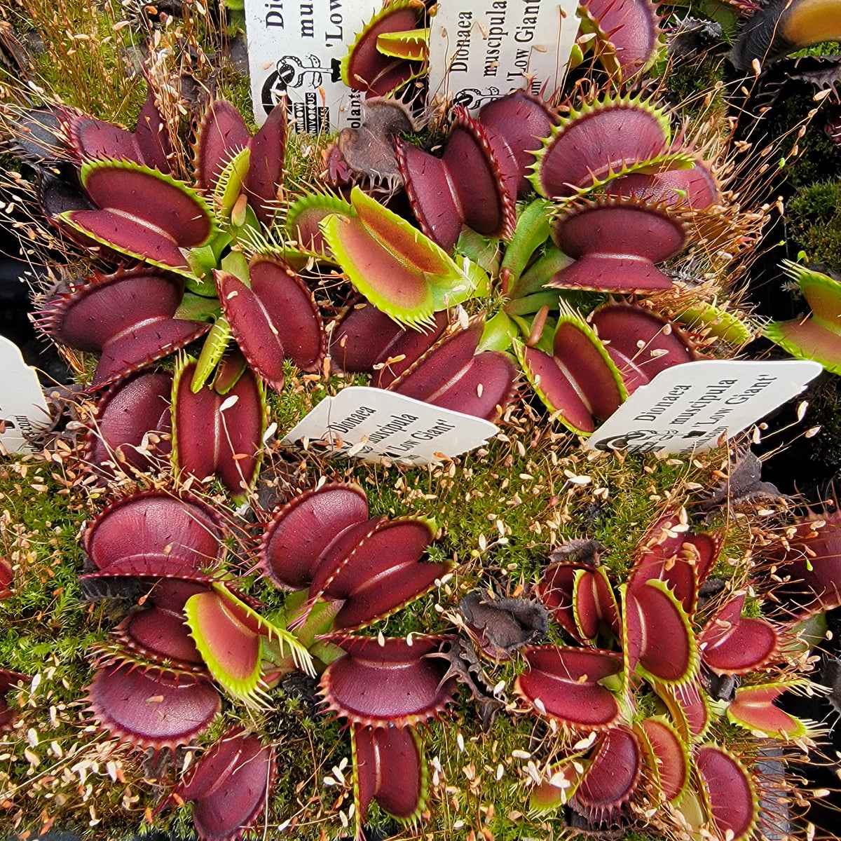 Low Giant Venus Flytrap – Live Carnivorous Plant – Venus flytrap
