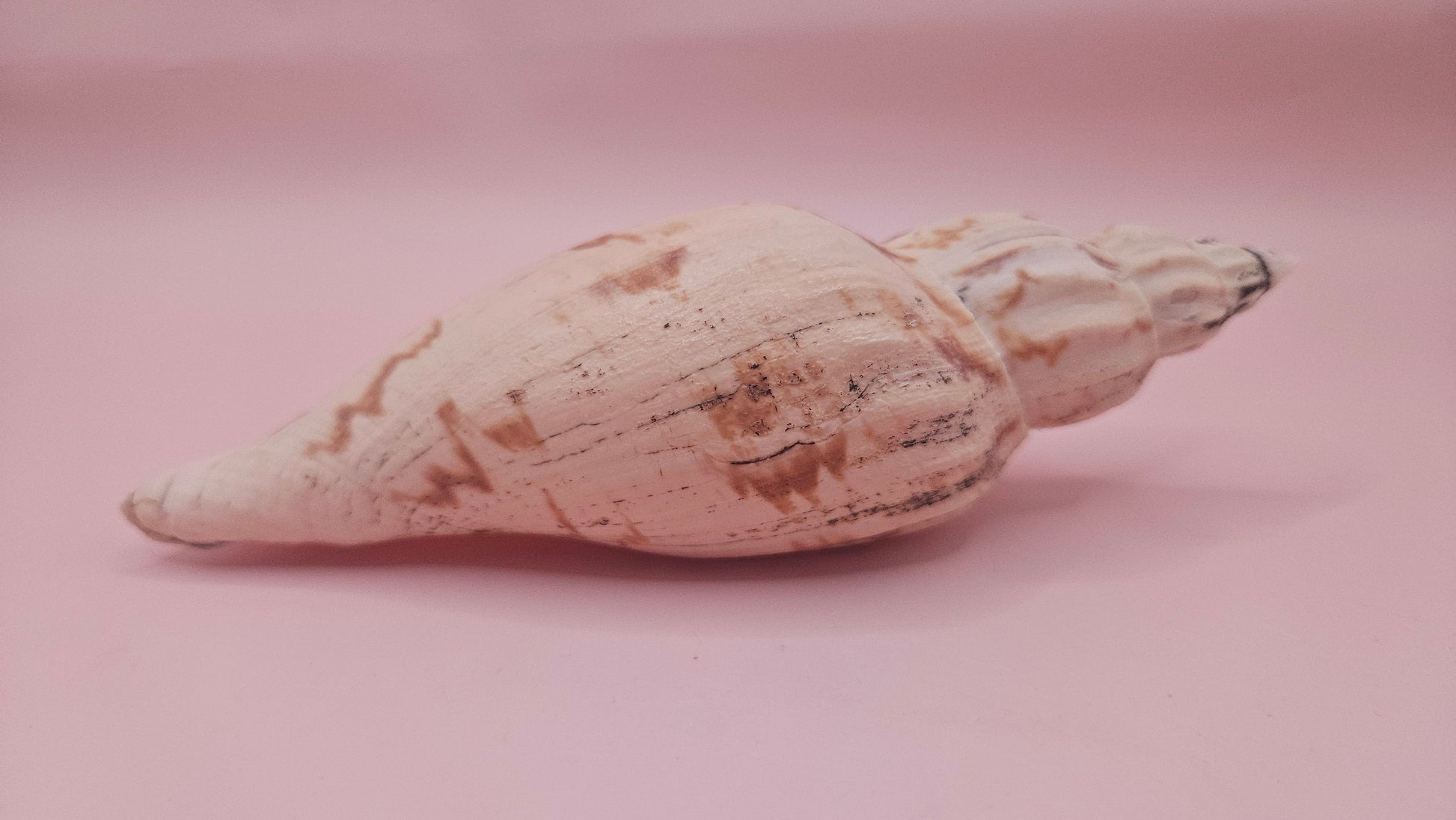 Fulgoraria Pervostiana angulosa Shell – 5.7" Natural Display Shell with Earthy Tones – seashells