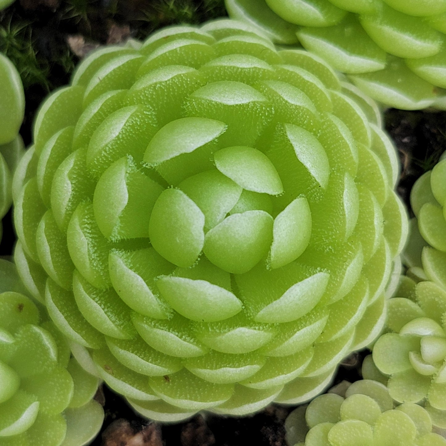 Pinguicula esseriana {Agua de León} – Rare Mexican Carnivorous Butterwort | Live Plant – Butterworts