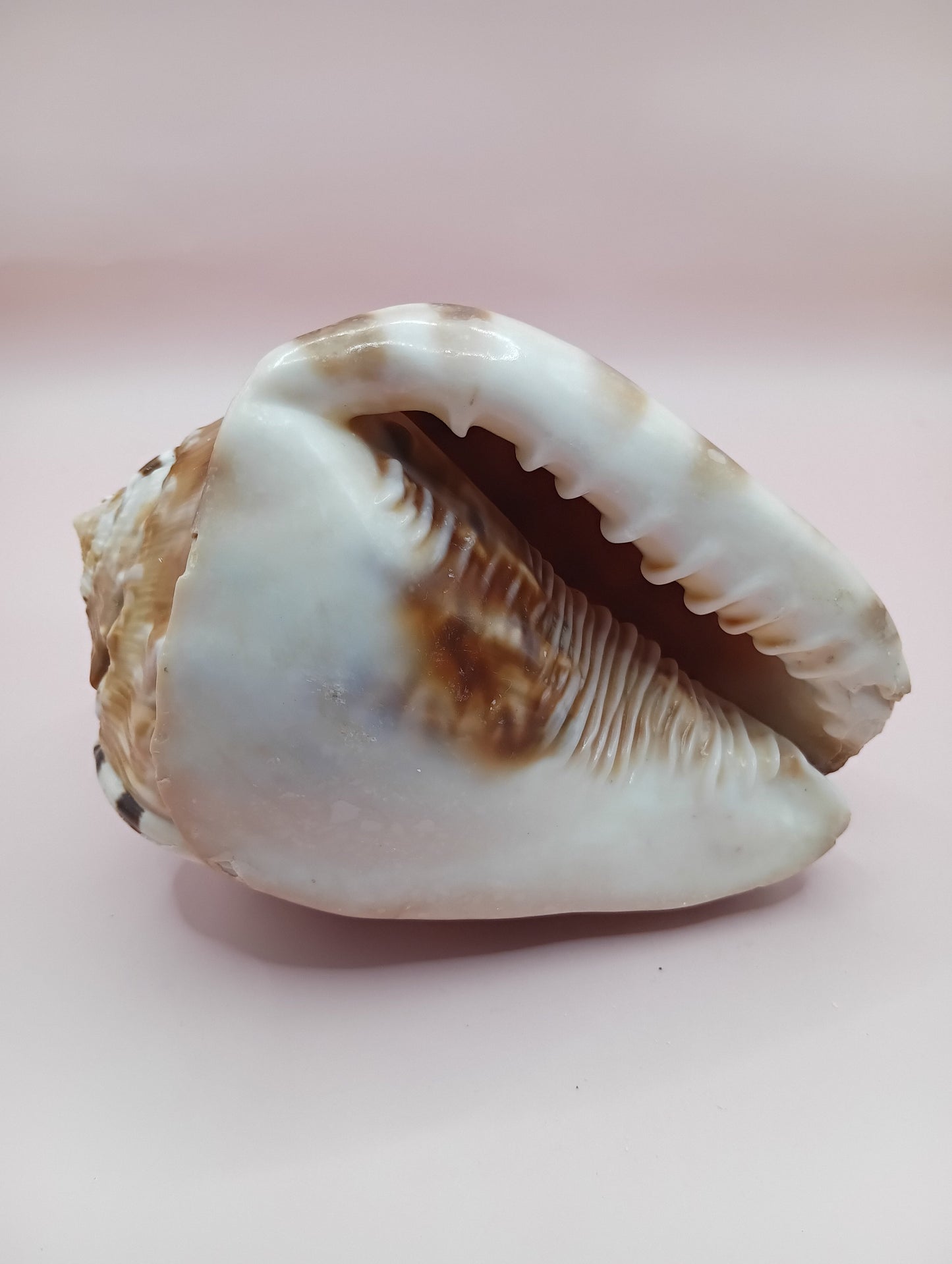King Helmet Display Shell- Cassis flammea 4.8" – Shells