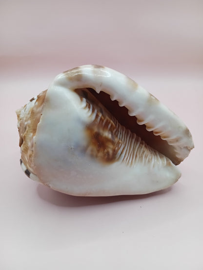King Helmet Display Shell- Cassis flammea 4.8" – Shells