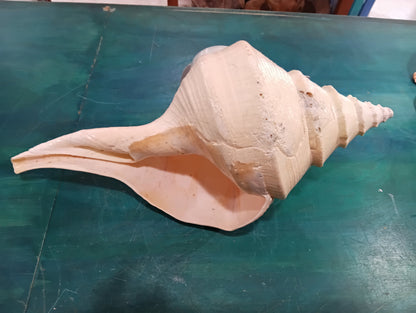 Large Australian Trumpet Shell 20" - Syrinx Aruanus – Shells