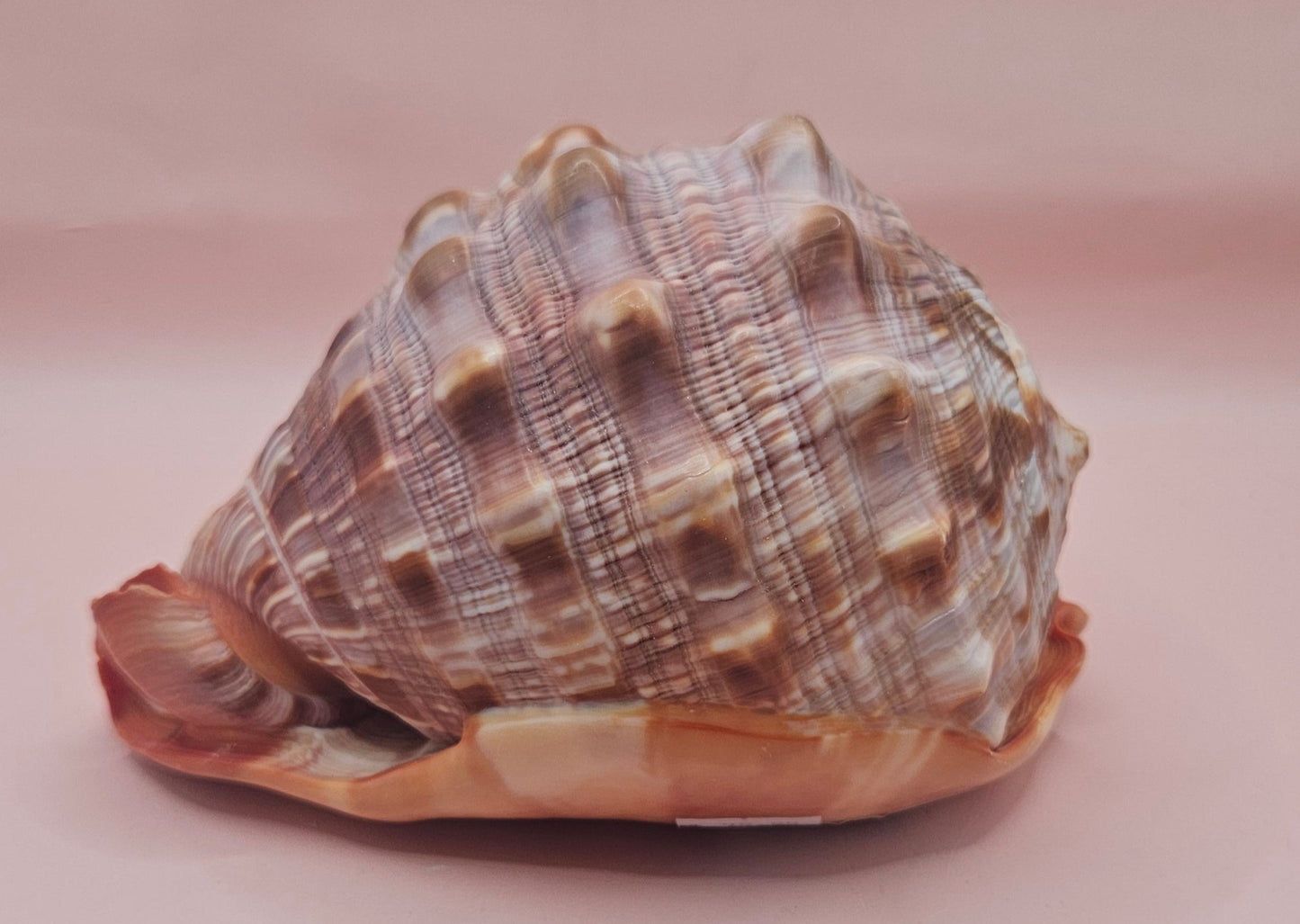 Select Bullmouth Cameo Helmet Shell 7x5x4 Display – Shells