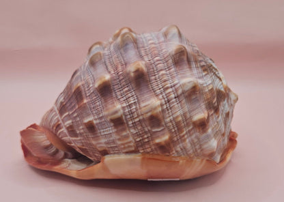 Select Bullmouth Cameo Helmet Shell 7x5x4 Display – Shells