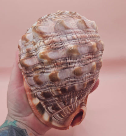 Select Bullmouth Cameo Helmet Shell 7x5x4 Display – Shells